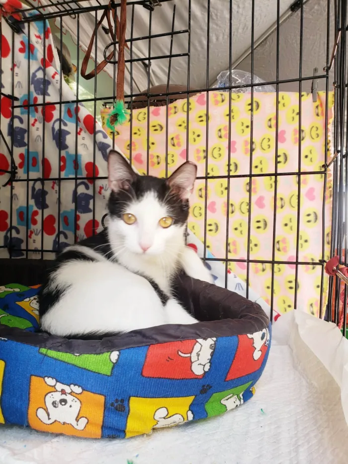 Gato ra a SRD-ViraLata idade 7 a 11 meses nome Dominó