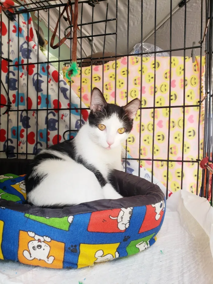 Gato ra a SRD-ViraLata idade 7 a 11 meses nome Dominó