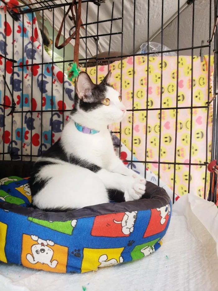 Gato ra a SRD-ViraLata idade 7 a 11 meses nome Dominó