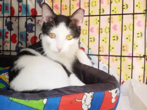 Gato raça SRD-ViraLata idade 7 a 11 meses nome Dominó