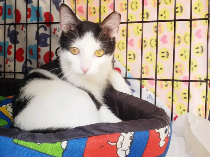 Gato ra a SRD-ViraLata idade 7 a 11 meses nome Dominó