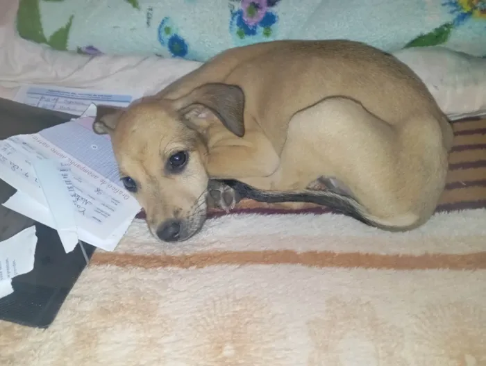 Cachorro ra a SRD-ViraLata idade 2 a 6 meses nome Cacau