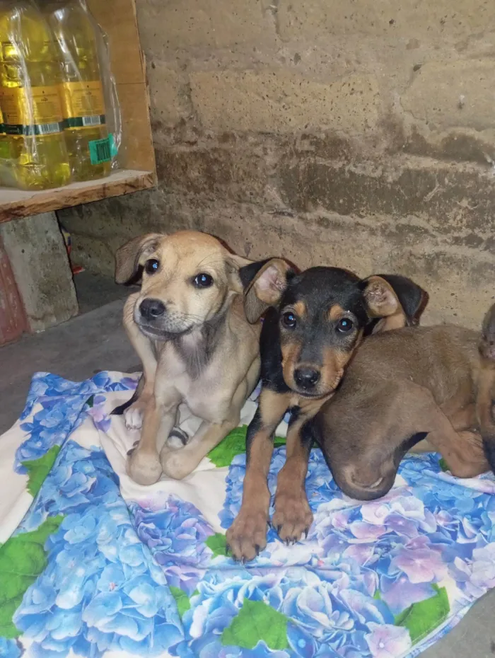 Cachorro ra a SRD-ViraLata idade 2 a 6 meses nome Cacau