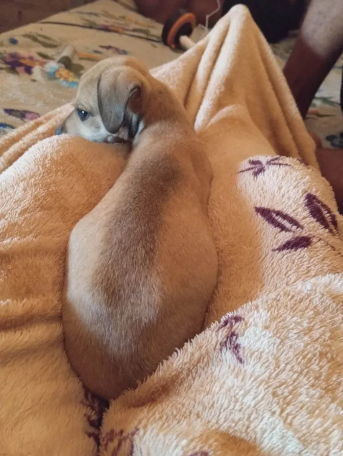 Cachorro ra a SRD-ViraLata idade 2 a 6 meses nome Cacau