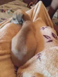 Cacau