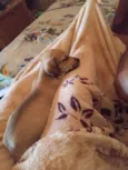 Cacau