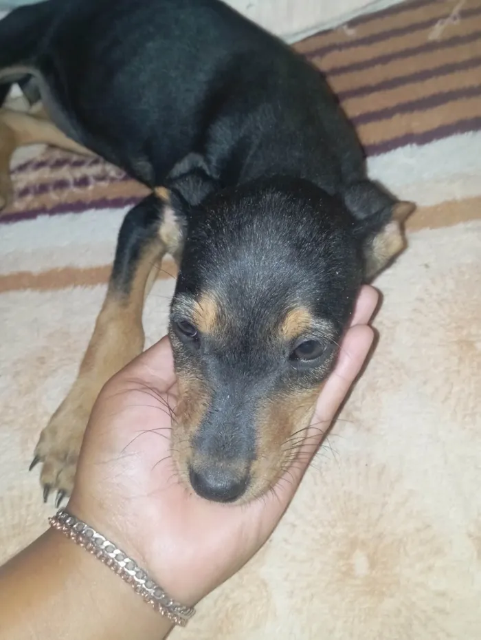 Cachorro ra a SRD-ViraLata idade 2 a 6 meses nome Pérola 