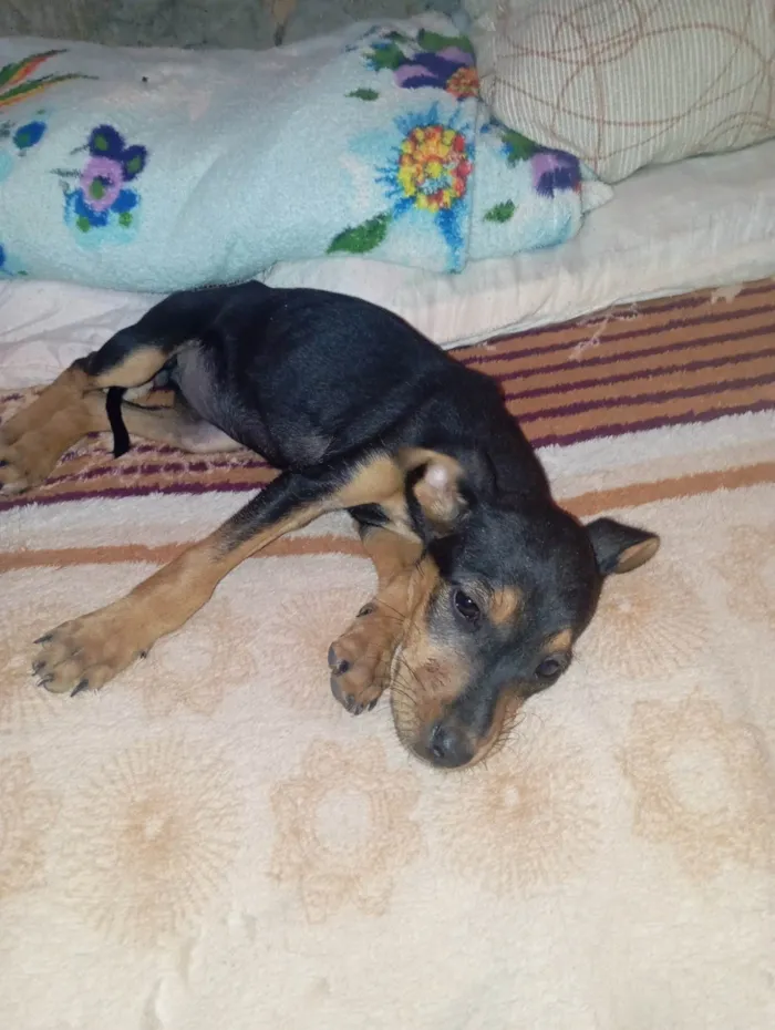 Cachorro ra a SRD-ViraLata idade 2 a 6 meses nome Pérola 