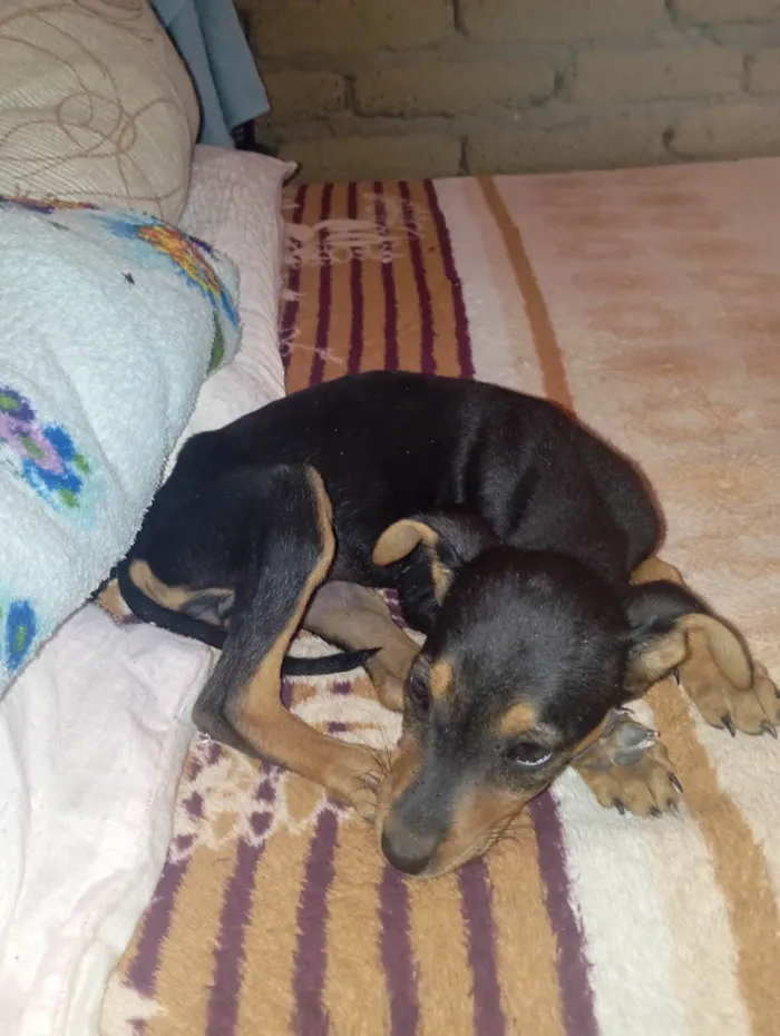 Cachorro ra a SRD-ViraLata idade 2 a 6 meses nome Pérola 