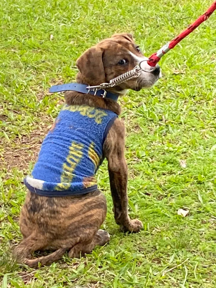 Cachorro ra a SRD-ViraLata idade 2 a 6 meses nome Spike