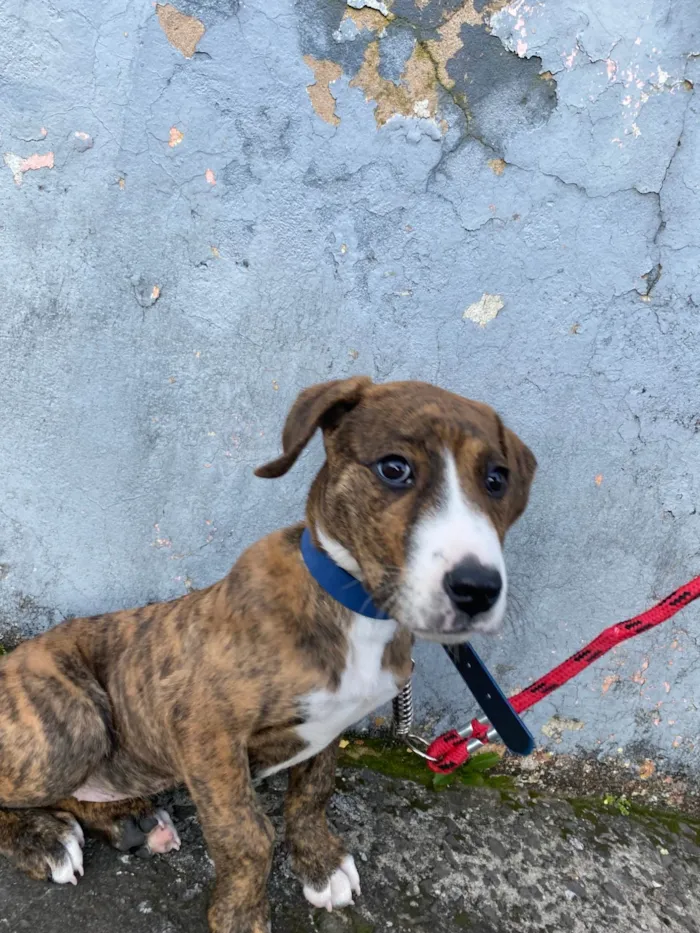Cachorro ra a SRD-ViraLata idade 2 a 6 meses nome Spike