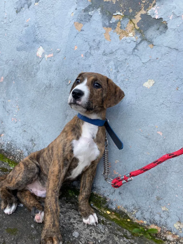 Cachorro ra a SRD-ViraLata idade 2 a 6 meses nome Spike