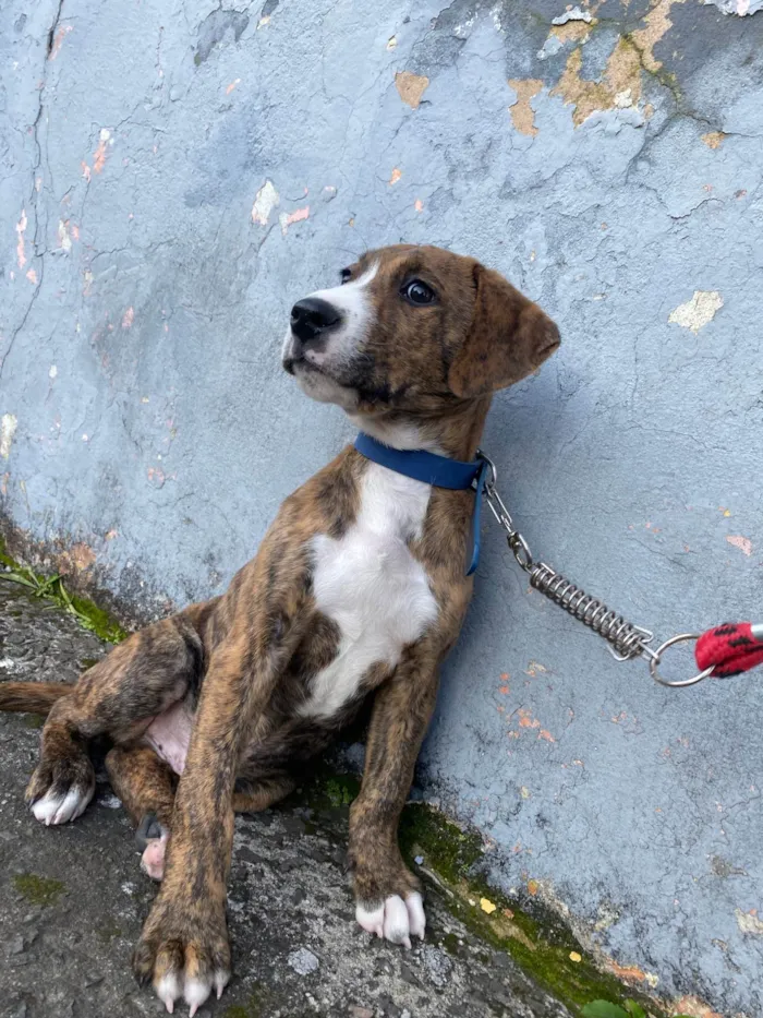 Cachorro ra a SRD-ViraLata idade 2 a 6 meses nome Spike