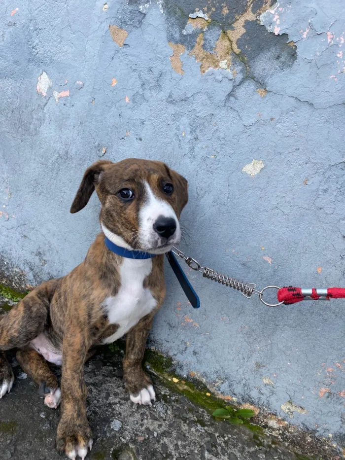 Cachorro ra a SRD-ViraLata idade 2 a 6 meses nome Spike