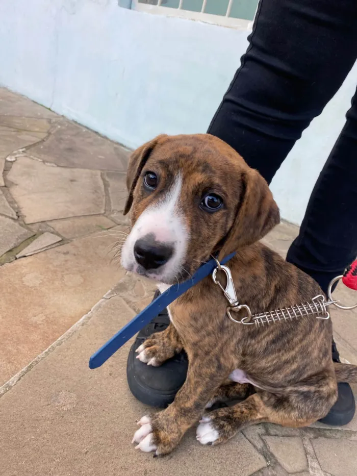 Cachorro ra a SRD-ViraLata idade 2 a 6 meses nome Spike