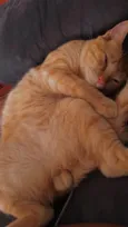 Darwin