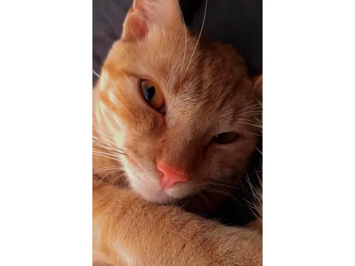 Gato ra a SRD-ViraLata idade 1 ano nome Darwin