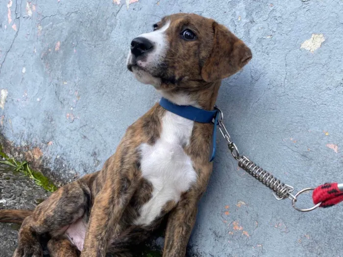 Cachorro ra a SRD-ViraLata idade 2 a 6 meses nome Spike