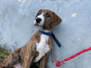 Cachorro raça SRD-ViraLata idade 2 a 6 meses nome Spike