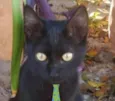 Chico