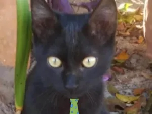 Gato raça SRD-ViraLata idade 2 a 6 meses nome Chico 