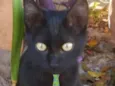 Chico