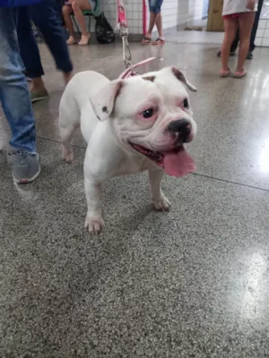 Cachorro raça Bulldog idade 1 ano nome Flora