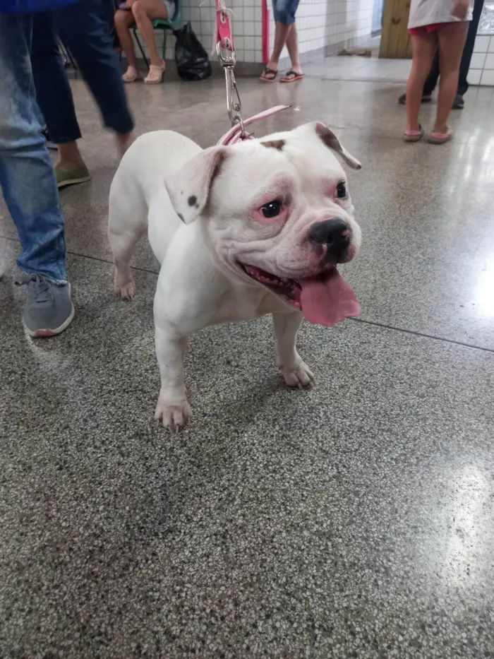 Cachorro ra a Bulldog idade 1 ano nome Flora