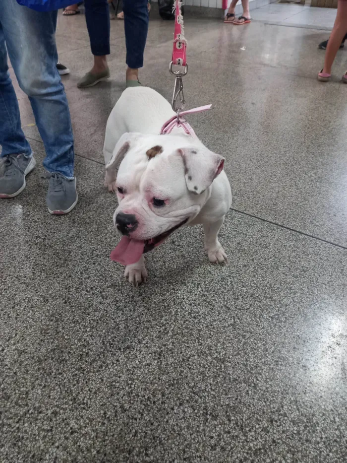Cachorro ra a Bulldog idade 1 ano nome Flora