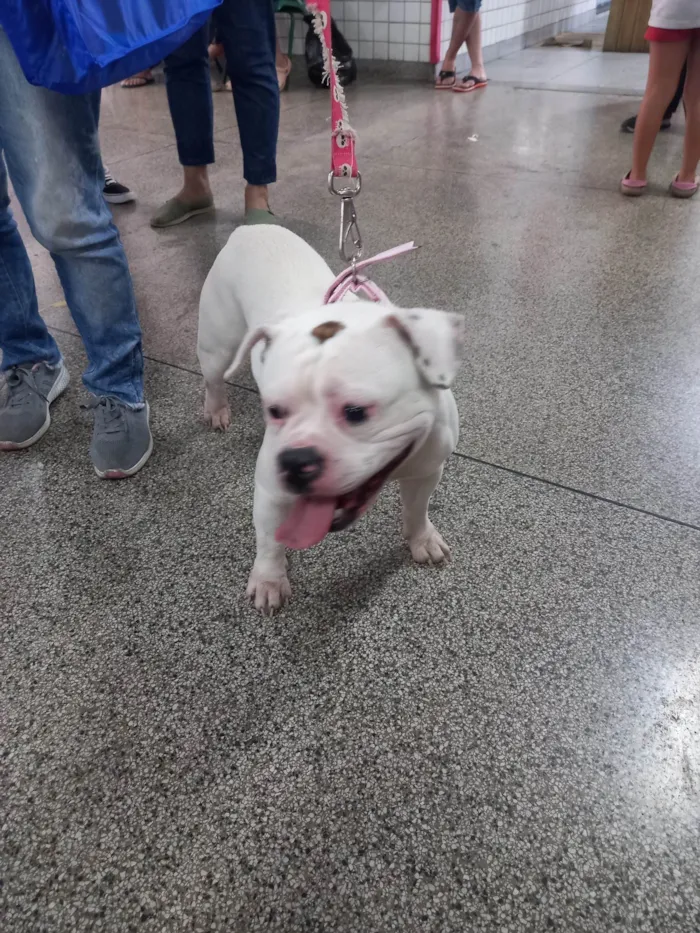 Cachorro ra a Bulldog idade 1 ano nome Flora