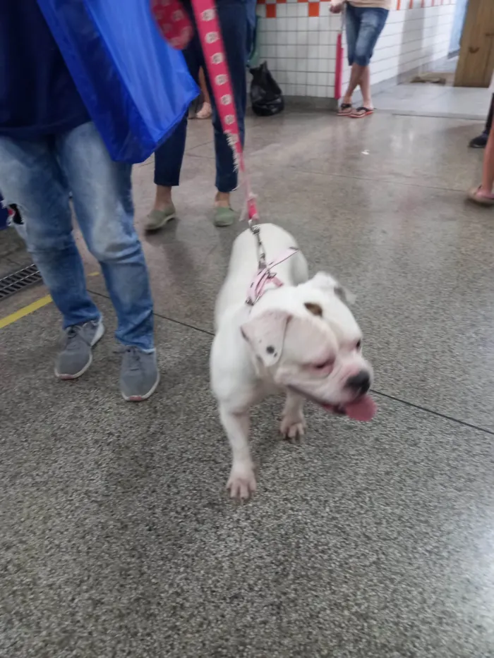 Cachorro ra a Bulldog idade 1 ano nome Flora
