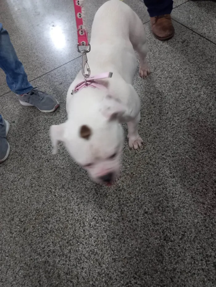 Cachorro ra a Bulldog idade 1 ano nome Flora