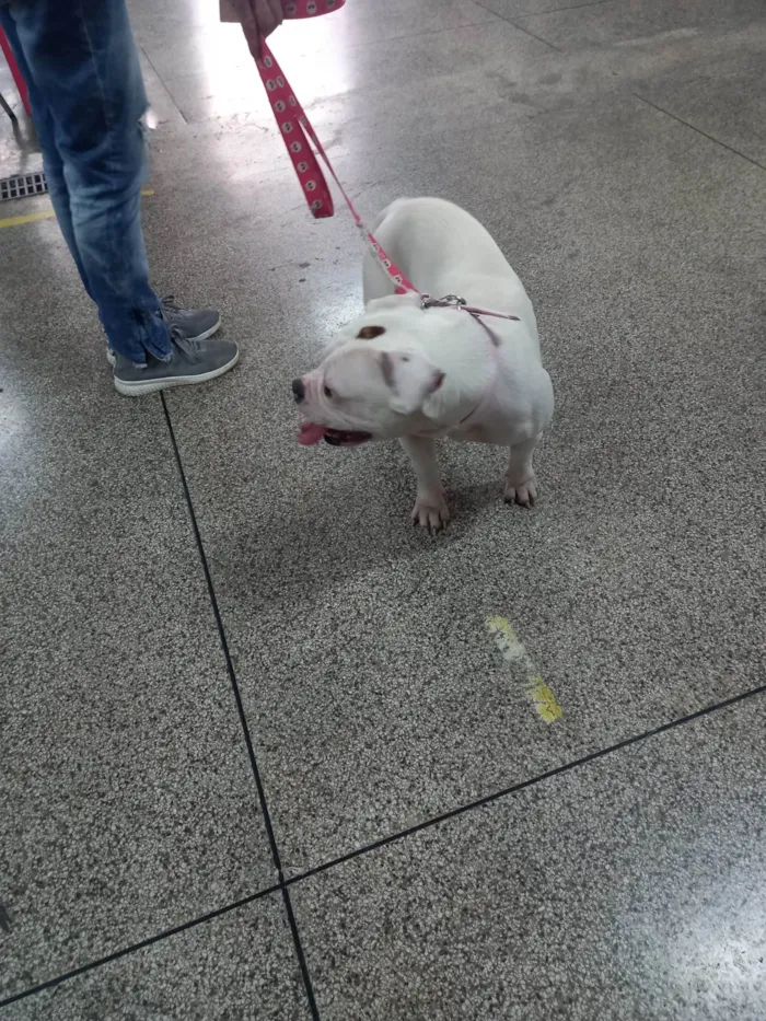 Cachorro ra a Bulldog idade 1 ano nome Flora