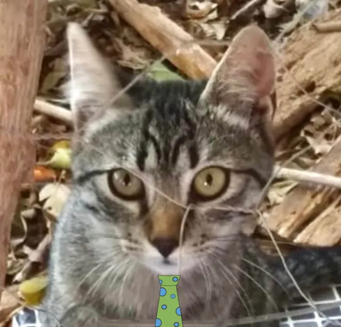 Gato ra a SRD-ViraLata idade 2 a 6 meses nome Bento 