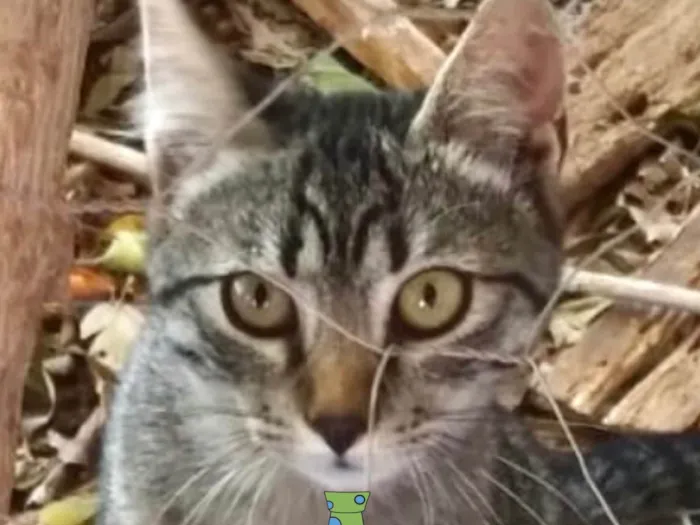 Gato ra a SRD-ViraLata idade 2 a 6 meses nome Bento 