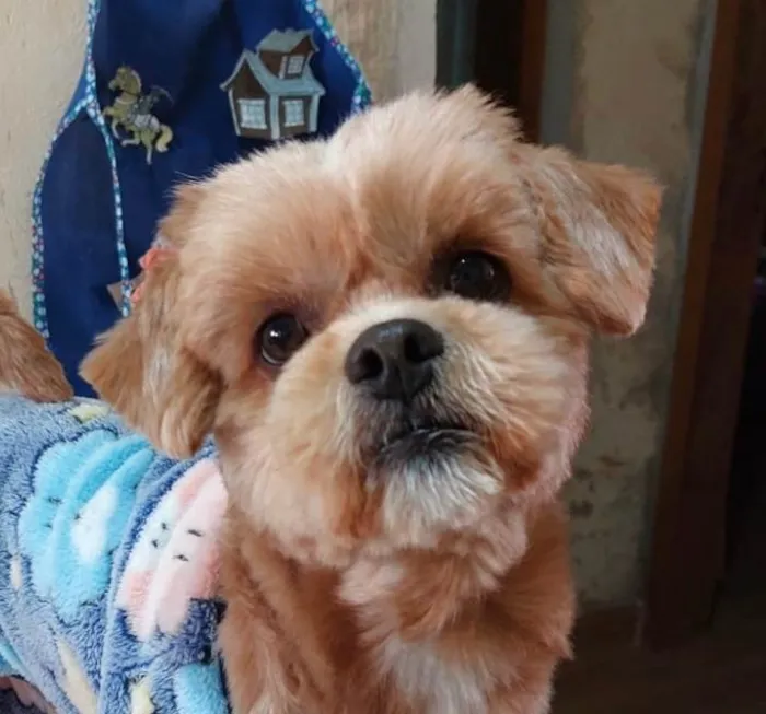 Cachorro ra a Shitzu idade 4 anos nome Otto 