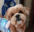 Otto