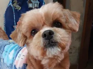 Cachorro raça Shitzu idade 4 anos nome Otto 