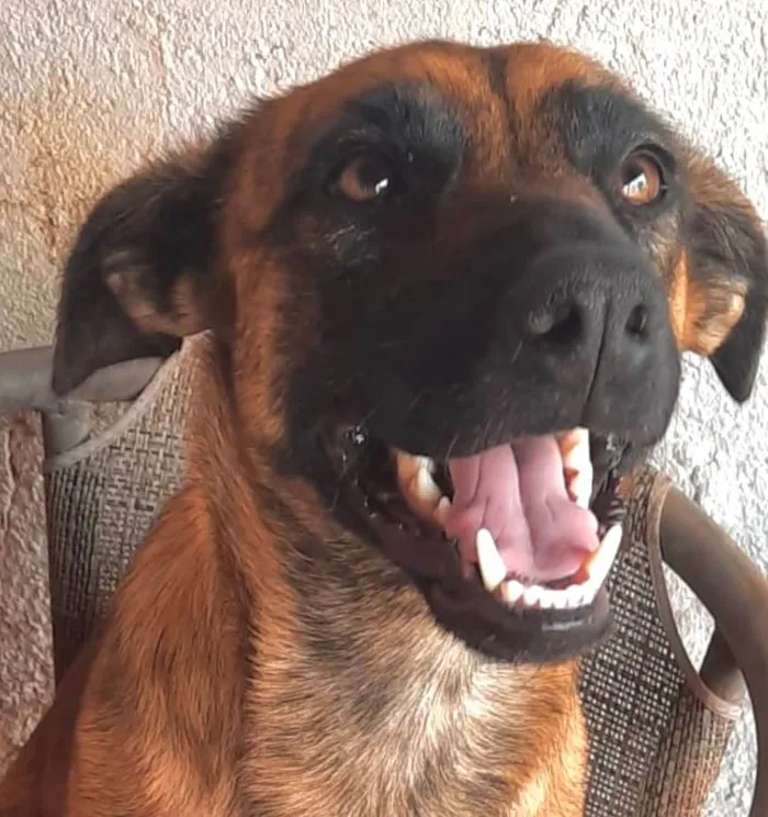 Cachorro ra a SRD-ViraLata idade 1 ano nome Dandara 