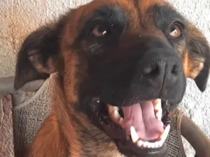 Cachorro raça SRD-ViraLata idade 1 ano nome Dandara 