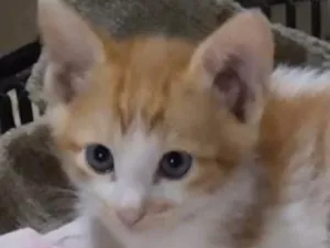 Gato raça SRD-ViraLata idade 2 a 6 meses nome Nick 