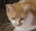 Léo