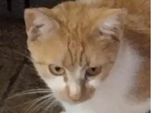 Gato raça SRD-ViraLata idade 2 a 6 meses nome Léo 