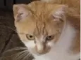 Léo