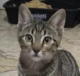 Teo