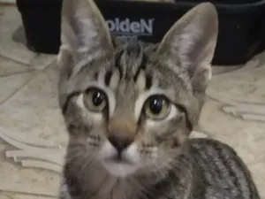 Gato raça SRD-ViraLata idade 2 a 6 meses nome Teo 