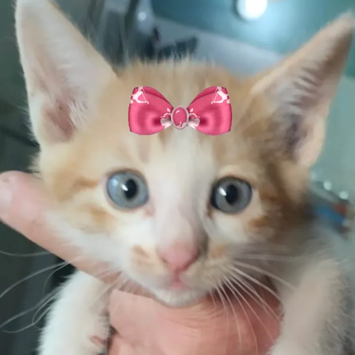 Gato ra a SRD-ViraLata idade 2 a 6 meses nome Bia 
