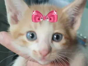 Gato raça SRD-ViraLata idade 2 a 6 meses nome Bia 