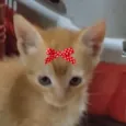 Nina