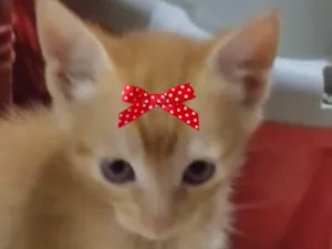 Gato raça SRD-ViraLata idade 2 a 6 meses nome Nina 